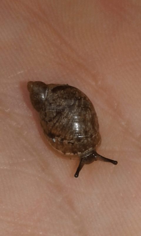 Succineidae?